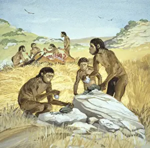 Homo habilis in action