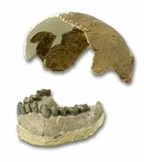 Haplorhini Gallery: Homo habilis cranium & mandible fragment casts