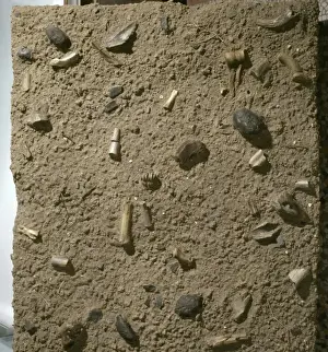 Olduvai Prints: Homo habilis fossil bed