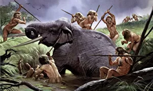 Elephantidae Collection: Homo heidelbergensis in action