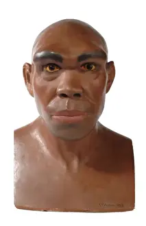 Haplorhini Prints: Homo heidelbergensis, Rhodesian or Broken Hill Man