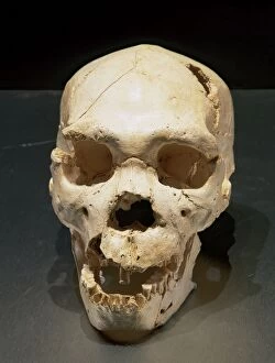 Atapuerca Collection: Homo heidelbergensis. Skull number 5. Atapuerca, Spain