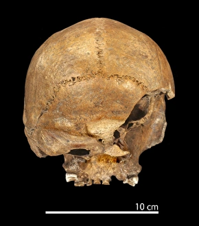 Black Background Collection: Homo heildelbergensis, Broken Hill Man