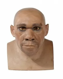 Haplorhini Gallery: Homo neanderthalensis