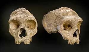 Images Dated 25th June 2012: Homo neanderthalensis (calpicus) cranium