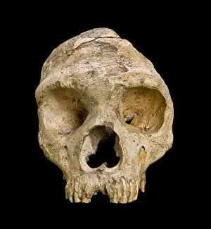 Black Background Collection: Homo neanderthalensis (calpicus) cranium