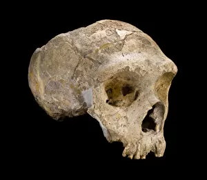 Images Dated 25th June 2012: Homo neanderthalensis (calpicus) cranium