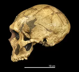Black Background Collection: Homo neanderthalensis (Ferrassie 1) cranium
