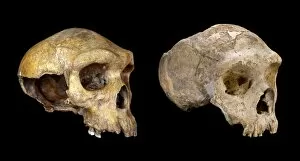 Black Background Collection: Homo neanderthalensis and Homo heildebergensis