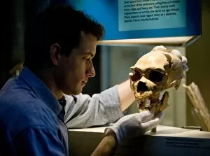 Ancestor Gallery: Homo neanderthalensis, neandertal man