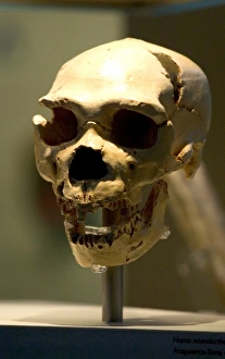 Ancestor Gallery: Homo neanderthalensis, neanderthal man