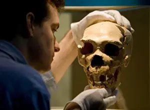 Homo neanderthalensis, neanderthal man
