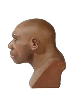Homo neanderthalensis, neanderthal man