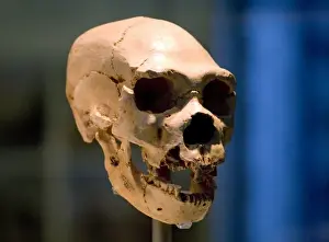 Homo neanderthalensis, neanderthal man