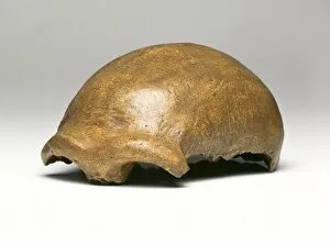 Homo neanderthalensis, Neanderthal Man cranium (Neanderthal