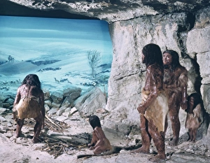 Cenozoic Gallery: Homo neanderthalensis, Neanderthal man model