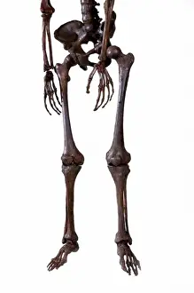 Neanderthal Prints: Homo neanderthalensis, Neanderthal Man skeleton