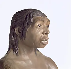 Homo neanderthalensis, Neanderthal Woman (Tabun C1)