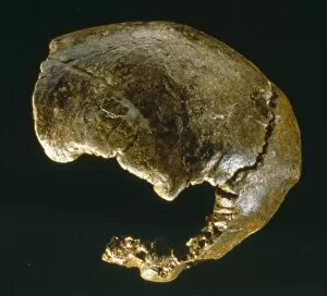 Acheulian Gallery: Homo neanderthalensis (Swanscombe 1) Cranium