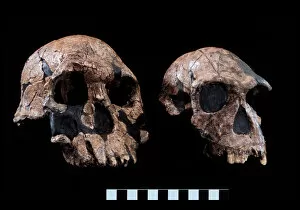 Fossilised Gallery: Homo rudolfensis (KNM-ER 1470) Homo habilis (KNM-ER 1813)