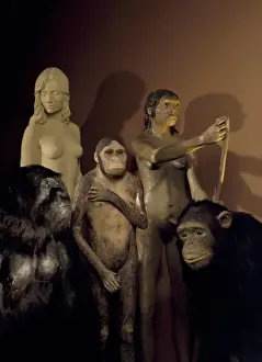 Haplorhini Prints: Homo sapiens, Australopithecus, Neanderthal and Pan troglody