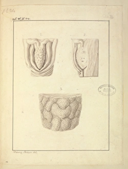 Images Dated 14th December 2015: Homo sapiens Clitoris