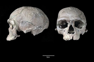 Homo sapiens cranium (Irhoud 1) Homo sapiens cranium (Irhoud 1)