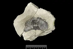 United Kingdom Prints: Homo sapiens cranium (Liujiang 1)