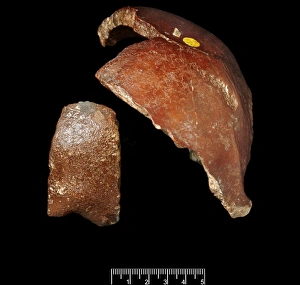 Homo sapiens cranium (Piltdown 1) Homo sapiens cranium (Piltdown 1)