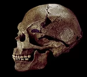 Anthropological Collection: Homo sapiens cranium (Predmosti 3) cast