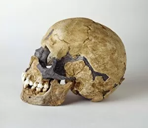 Haplorhini Gallery: Homo sapiens cranium (Qafzeh 11)