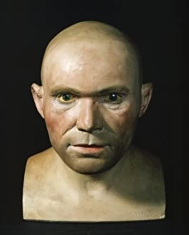 Anthropological Collection: Homo sapiens, Cro-Magnon man head