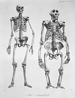 1804 1892 Collection: Homo sapiens, human and Gorilla gorilla, western gorilla