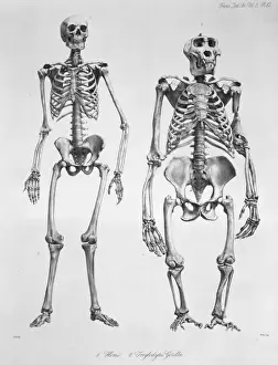 1804 1892 Prints: Homo sapiens, human and Gorilla gorilla, western gorilla