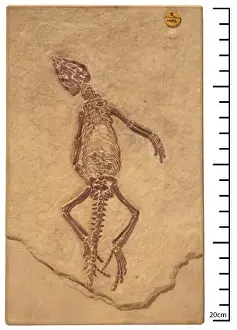 Homoeosaurus maximiliani