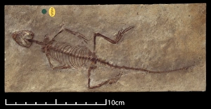 Lepidosaur Gallery: Homoeosaurus maximiliani
