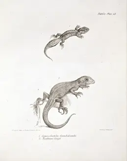Homonota darwini and Naultinuselegans, two species of lizar