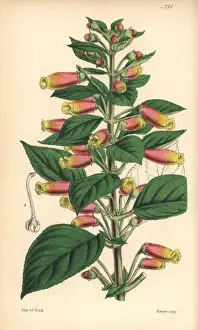 Honda gesneria, Gesneria hondensis