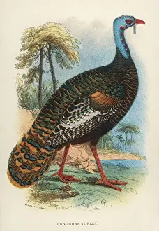 1896 Prints: Honduras Turkey