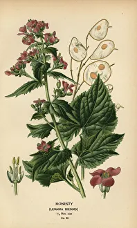 Annua Gallery: Honesty, Lunaria annua