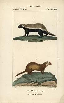 Pretre Collection: Honey badger, Mellivora capensis, and least