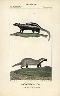 Dictionary Gallery: Honey badger, Mellivora capensis, and grison