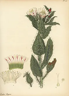 Honey bush or white nectarcup, Codon royenii