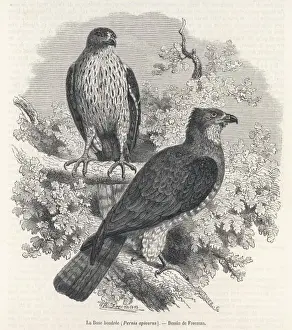 Buzzard Prints: Honey Buzzard 1862