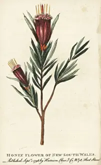 Newsouthwales Prints: Honey flower of New South Wales