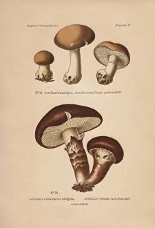 Fungus Collection: Honey fungus, Armillaria bulbigera and A robusta