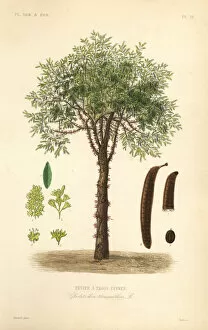 Maubert Collection: Honey locust or thorny locust tree, Gleditsia triacanthos