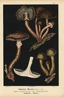 Poison Collection: Honey mushroom, Armillaria mellea, Agaricus melleus, edible