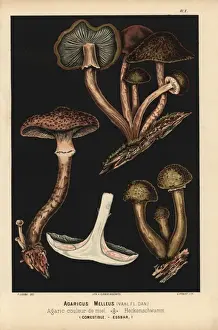 Honey mushroom, Armillaria mellea, Agaricus melleus, edible