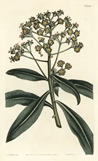 Honey spurge, Euphorbia mellifera